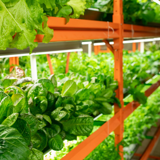 Vertical Farming - die Zukunft der Landwirtschaft?