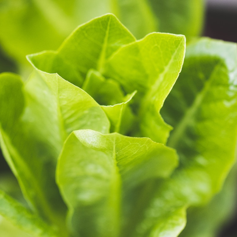 Kopfsalat