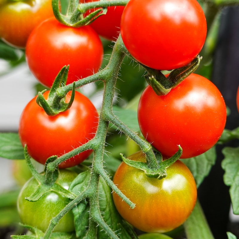 Tomaten